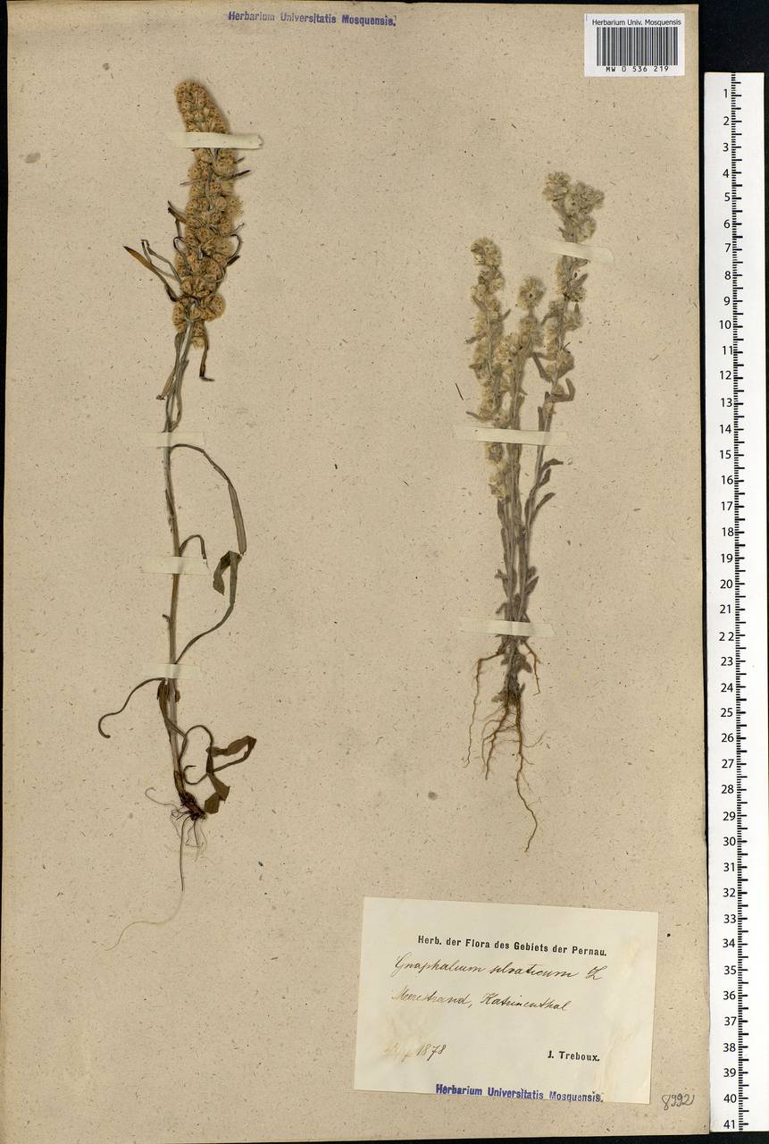 Omalotheca sylvatica (L.) Sch. Bip. & F. W. Schultz, Eastern Europe, Estonia (E2c) (Estonia)