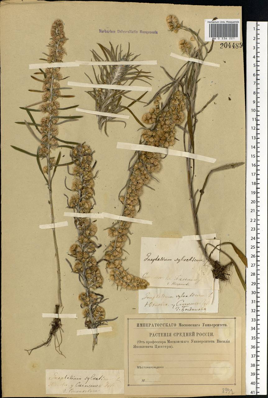 Omalotheca sylvatica (L.) Sch. Bip. & F. W. Schultz, Eastern Europe, North-Western region (E2) (Russia)