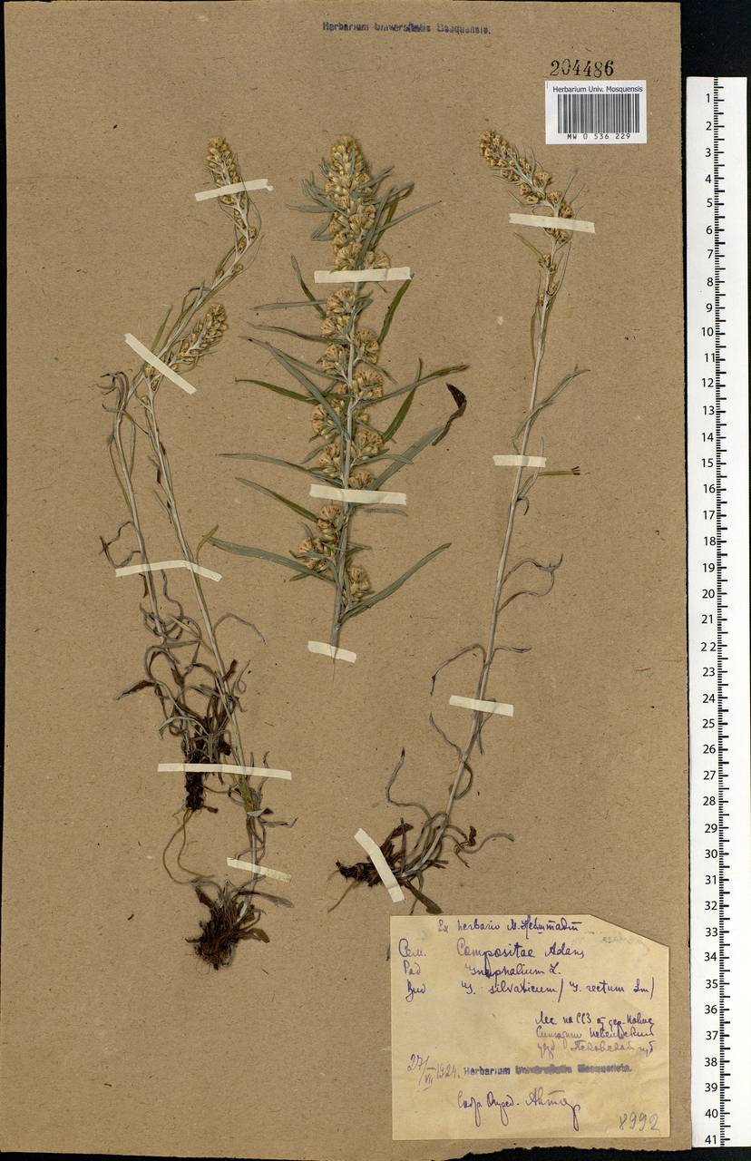 Omalotheca sylvatica (L.) Sch. Bip. & F. W. Schultz, Eastern Europe, North-Western region (E2) (Russia)