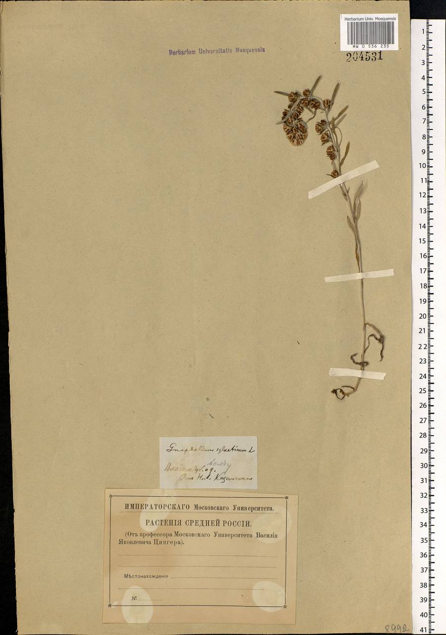 Omalotheca sylvatica (L.) Sch. Bip. & F. W. Schultz, Eastern Europe, Central region (E4) (Russia)
