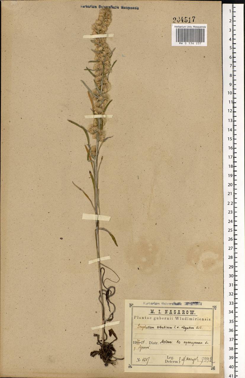 Omalotheca sylvatica (L.) Sch. Bip. & F. W. Schultz, Eastern Europe, Central region (E4) (Russia)