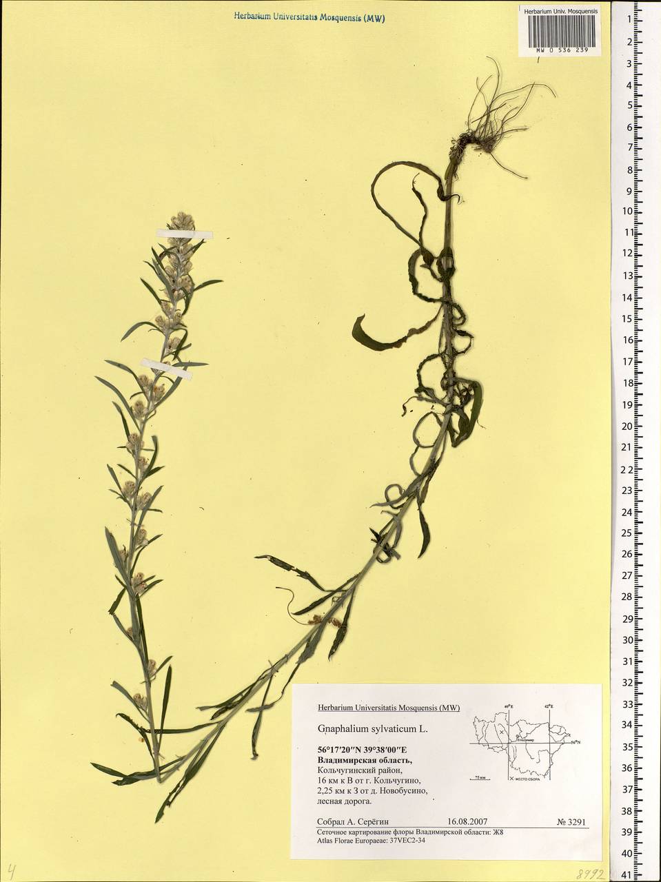 Omalotheca sylvatica (L.) Sch. Bip. & F. W. Schultz, Eastern Europe, Central region (E4) (Russia)