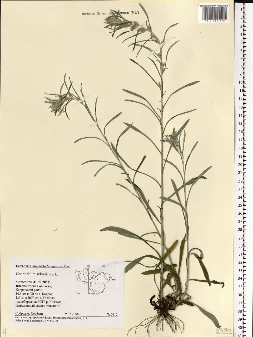 Omalotheca sylvatica (L.) Sch. Bip. & F. W. Schultz, Eastern Europe, Central region (E4) (Russia)