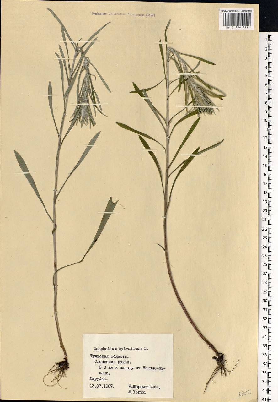 Omalotheca sylvatica (L.) Sch. Bip. & F. W. Schultz, Eastern Europe, Central region (E4) (Russia)