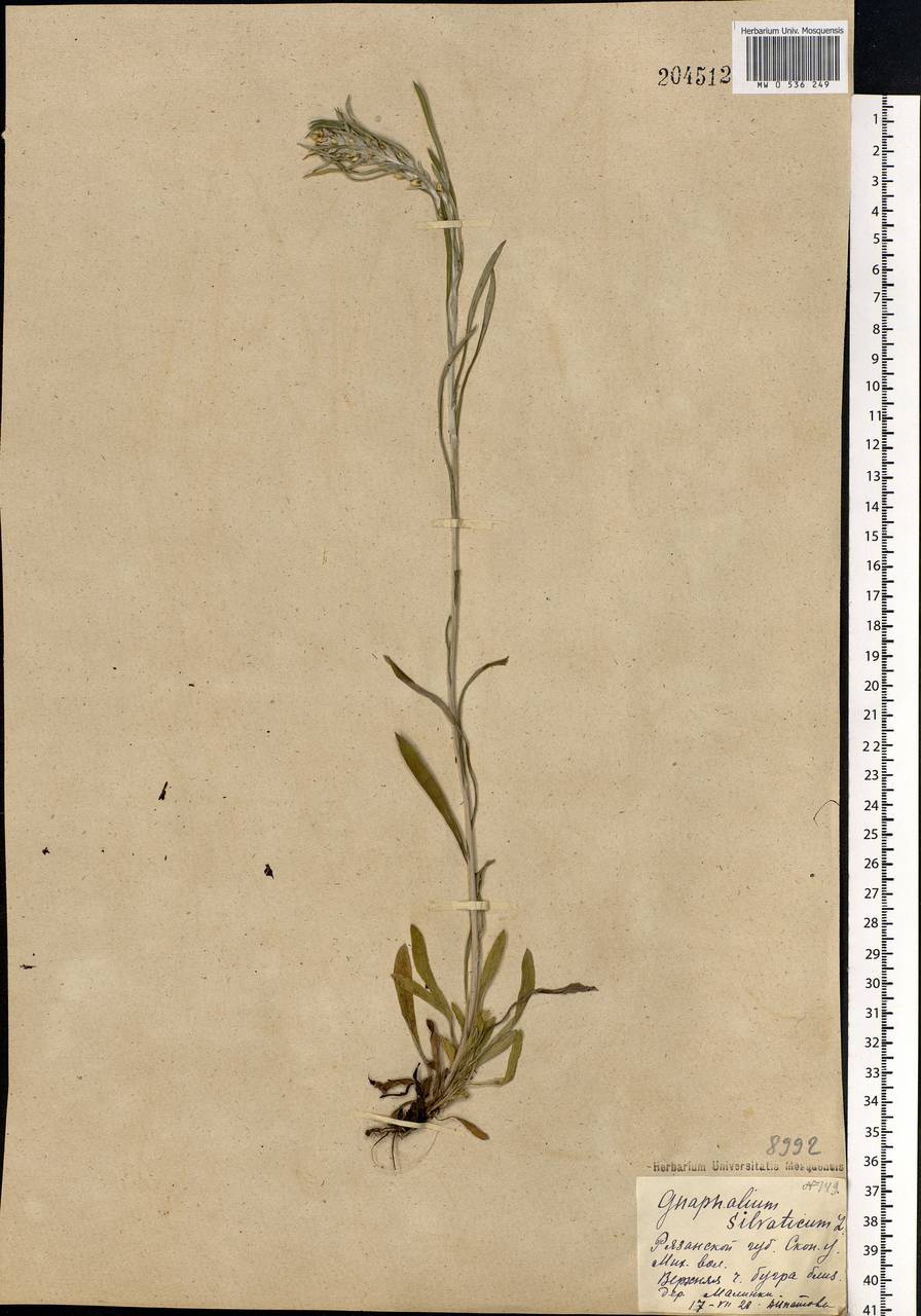 Omalotheca sylvatica (L.) Sch. Bip. & F. W. Schultz, Eastern Europe, Central region (E4) (Russia)