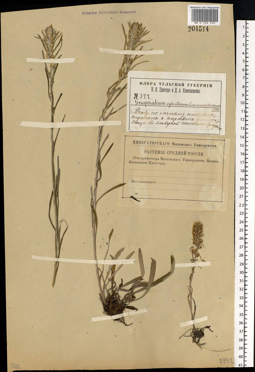 Omalotheca sylvatica (L.) Sch. Bip. & F. W. Schultz, Eastern Europe, Central region (E4) (Russia)