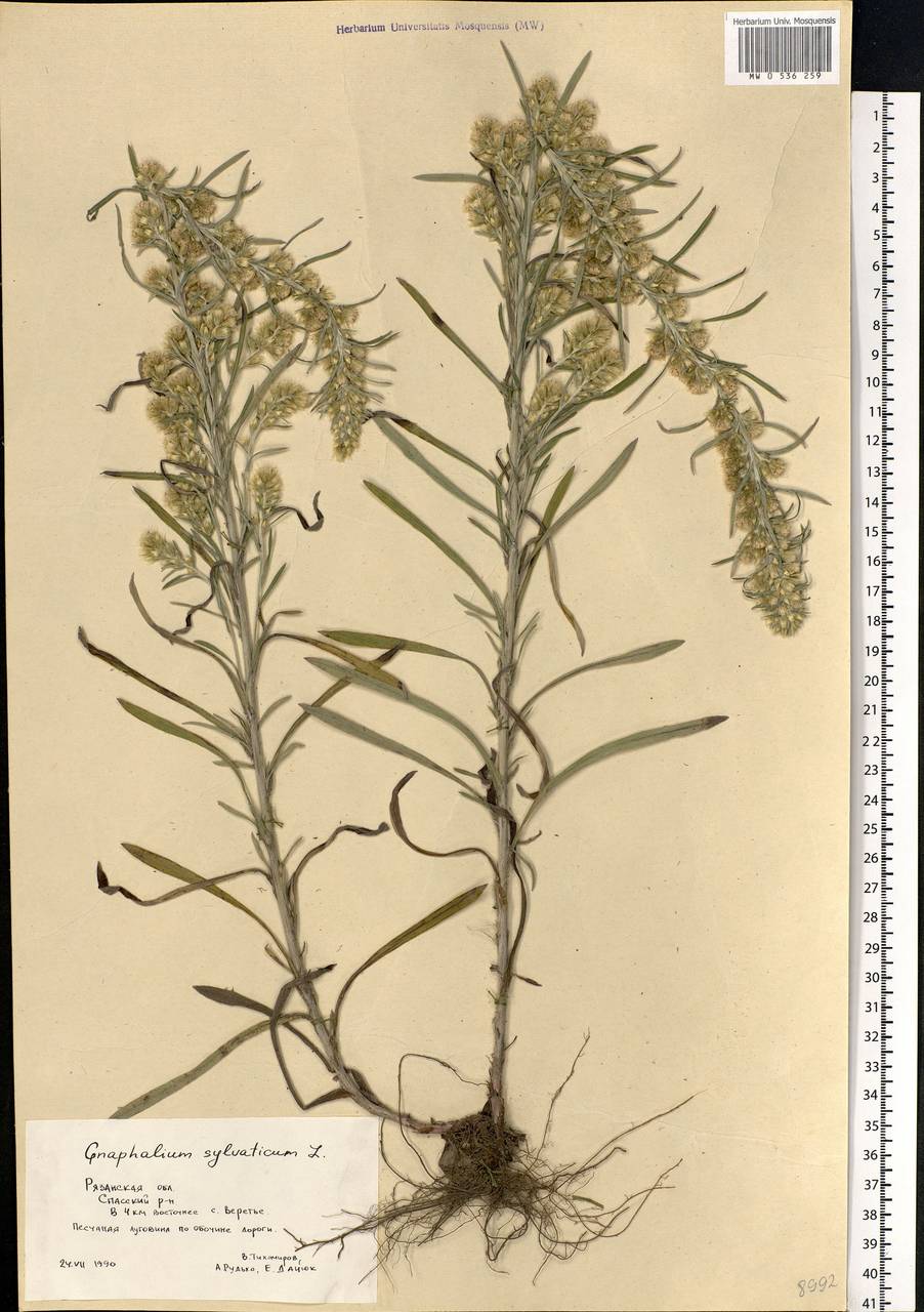 Omalotheca sylvatica (L.) Sch. Bip. & F. W. Schultz, Eastern Europe, Central region (E4) (Russia)