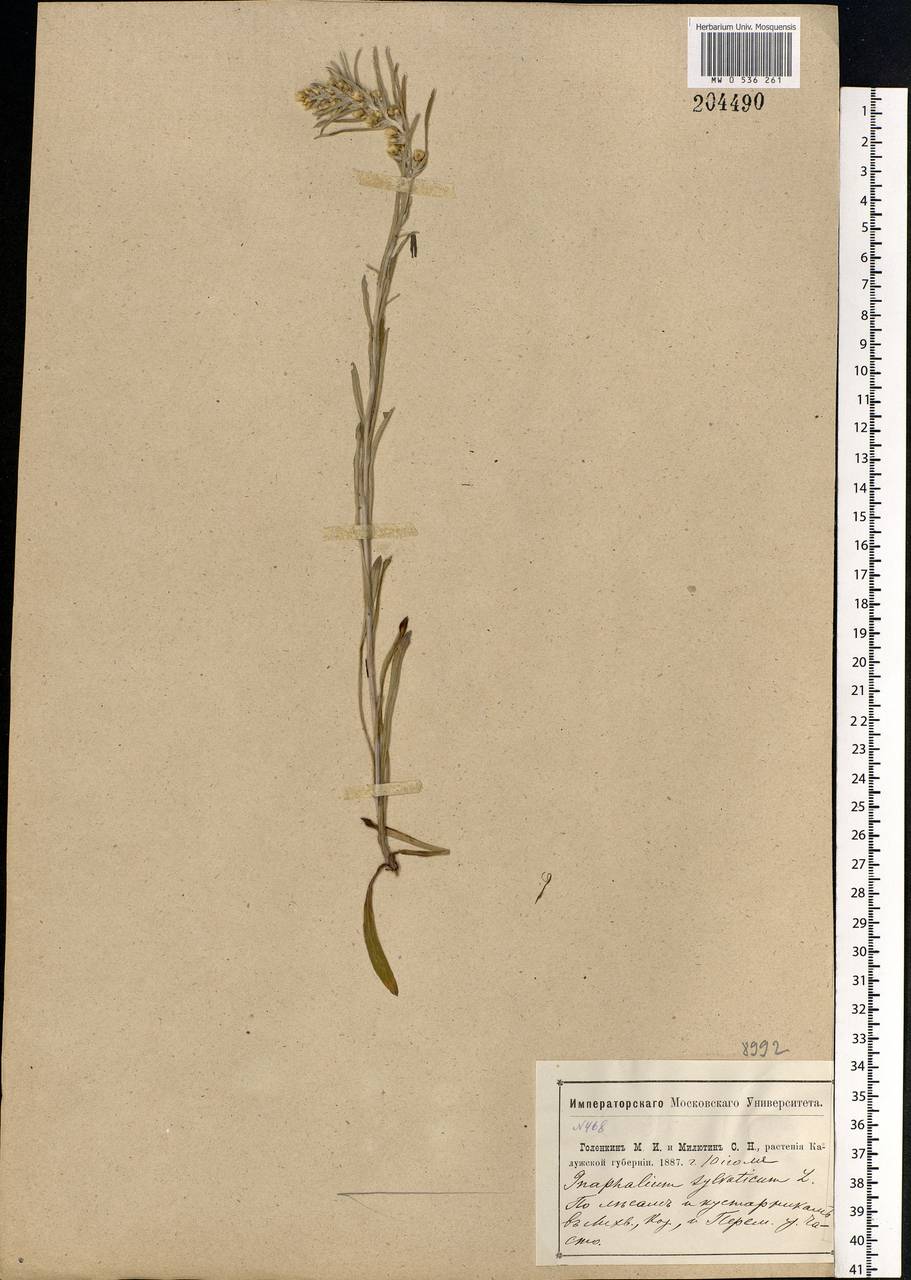 Omalotheca sylvatica (L.) Sch. Bip. & F. W. Schultz, Eastern Europe, Central region (E4) (Russia)