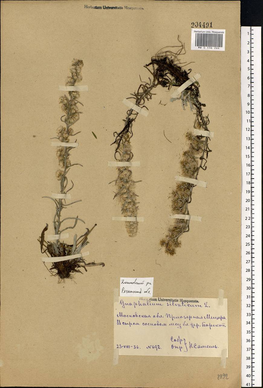 Omalotheca sylvatica (L.) Sch. Bip. & F. W. Schultz, Eastern Europe, Central region (E4) (Russia)