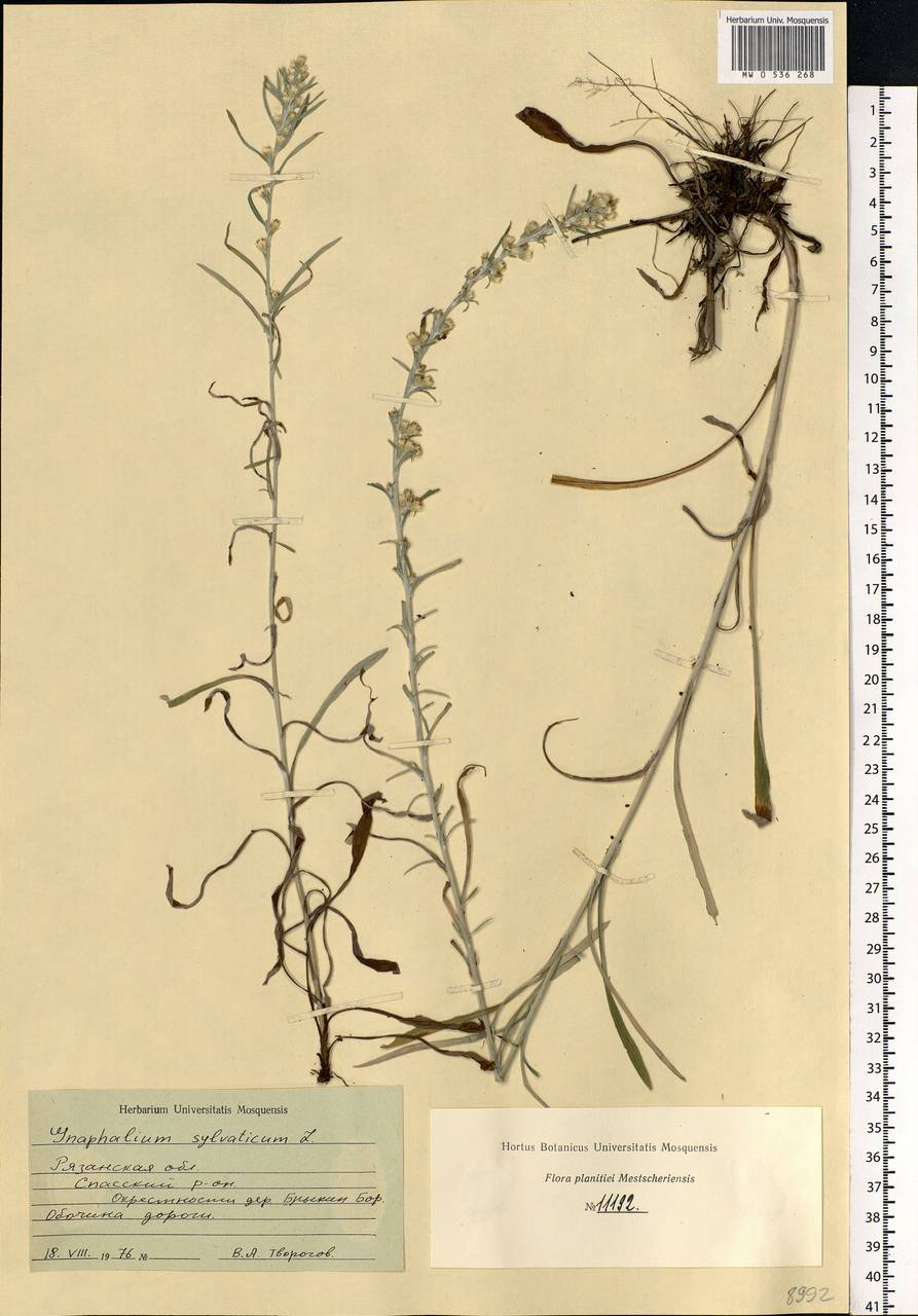 Omalotheca sylvatica (L.) Sch. Bip. & F. W. Schultz, Eastern Europe, Central region (E4) (Russia)