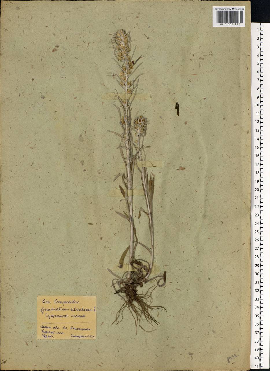 Omalotheca sylvatica (L.) Sch. Bip. & F. W. Schultz, Eastern Europe, Moscow region (E4a) (Russia)