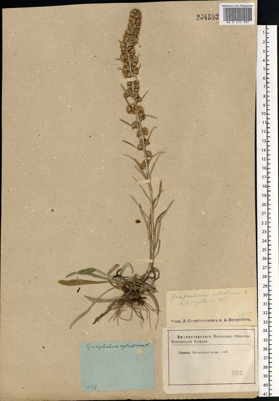 Omalotheca sylvatica (L.) Sch. Bip. & F. W. Schultz, Eastern Europe, Moscow region (E4a) (Russia)