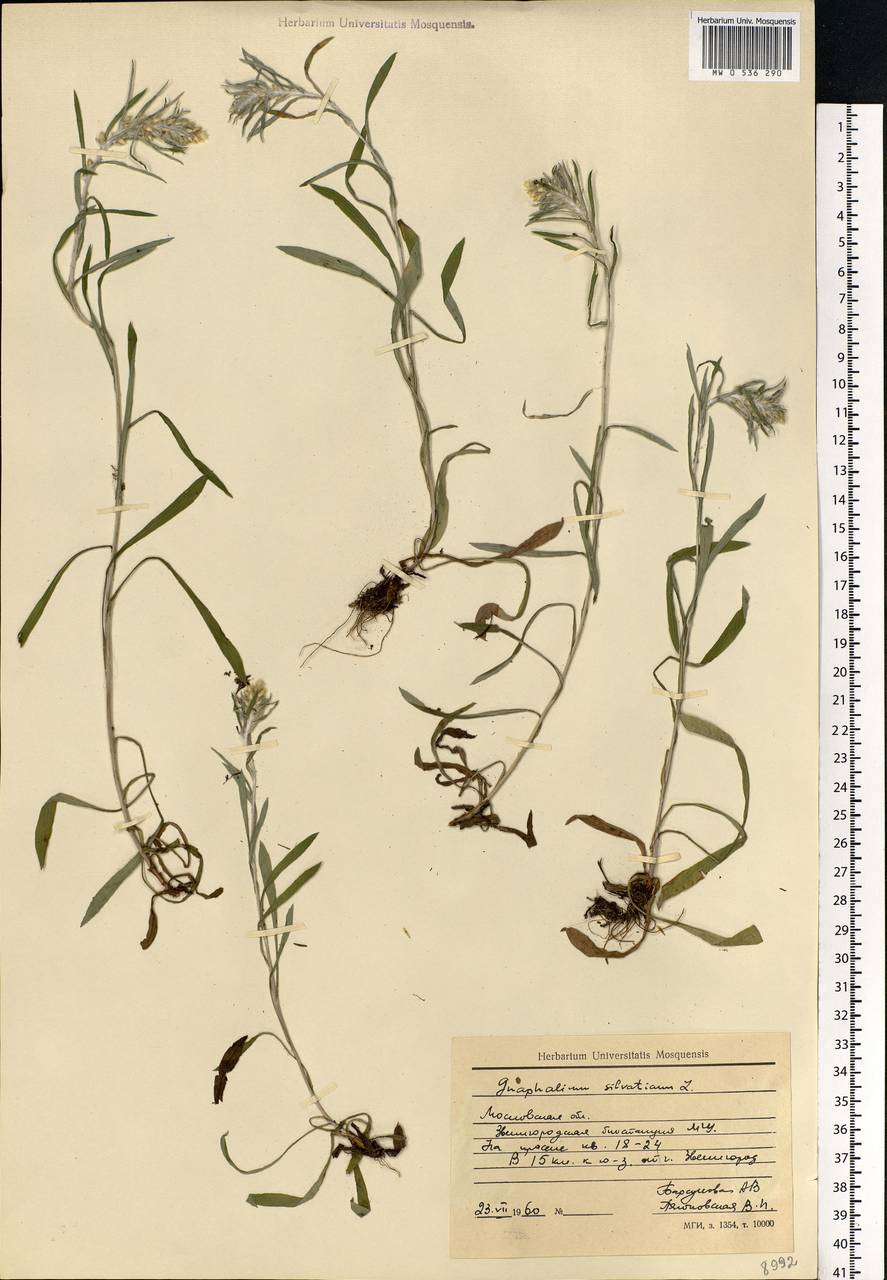 Omalotheca sylvatica (L.) Sch. Bip. & F. W. Schultz, Eastern Europe, Moscow region (E4a) (Russia)