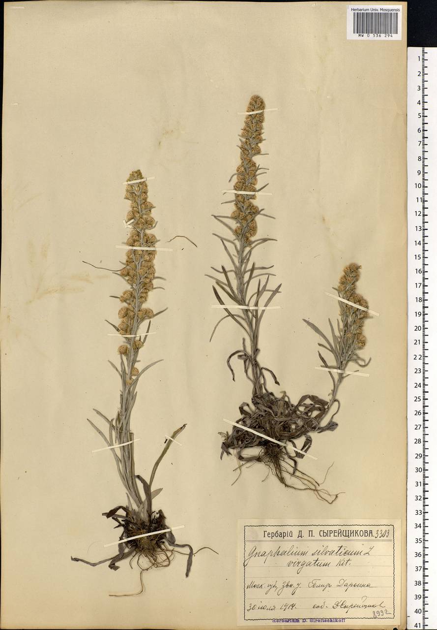 Omalotheca sylvatica (L.) Sch. Bip. & F. W. Schultz, Eastern Europe, Moscow region (E4a) (Russia)