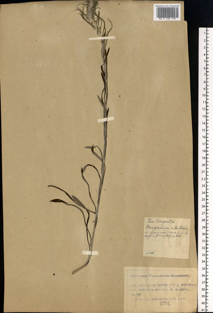 Omalotheca sylvatica (L.) Sch. Bip. & F. W. Schultz, Eastern Europe, Moscow region (E4a) (Russia)