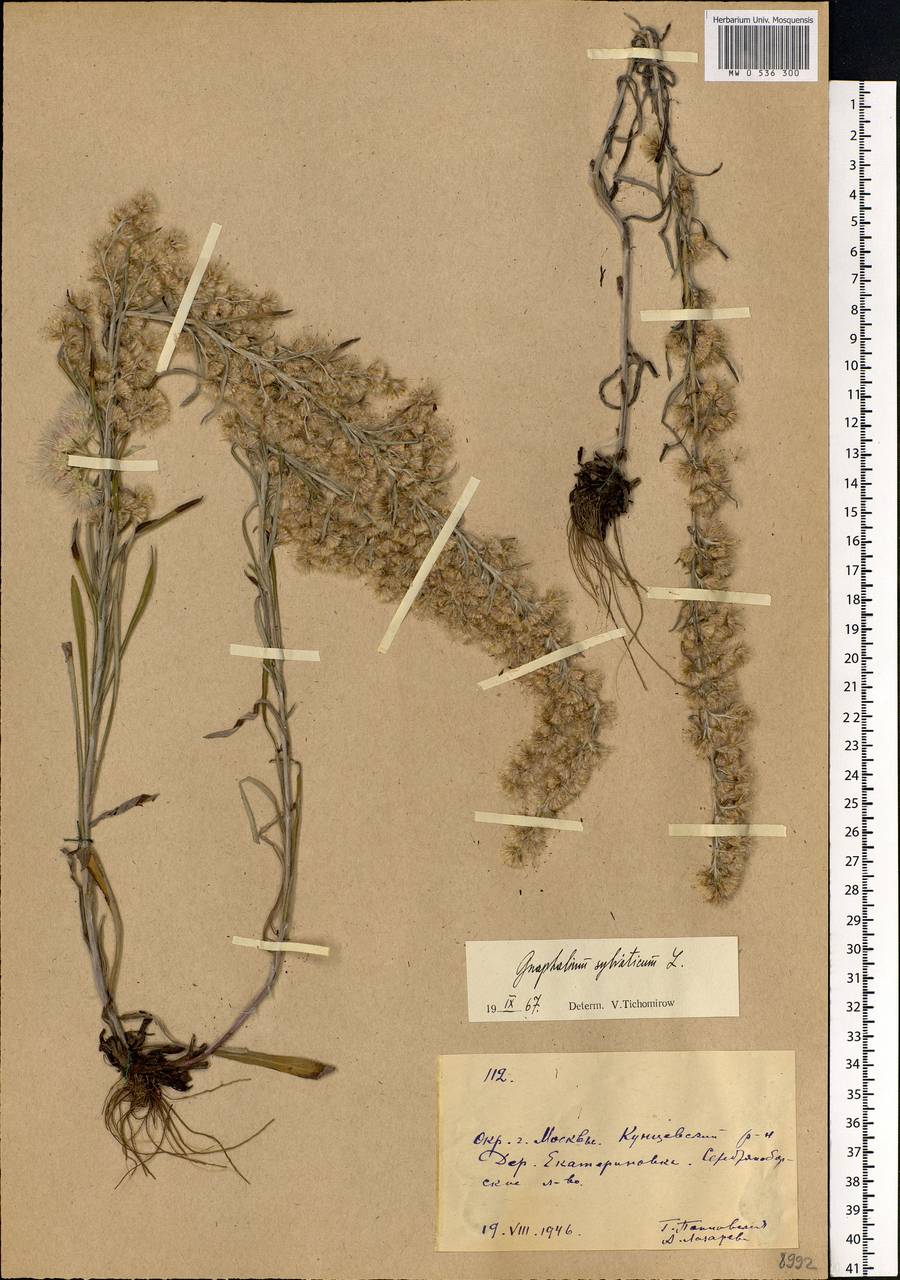 Omalotheca sylvatica (L.) Sch. Bip. & F. W. Schultz, Eastern Europe, Moscow region (E4a) (Russia)