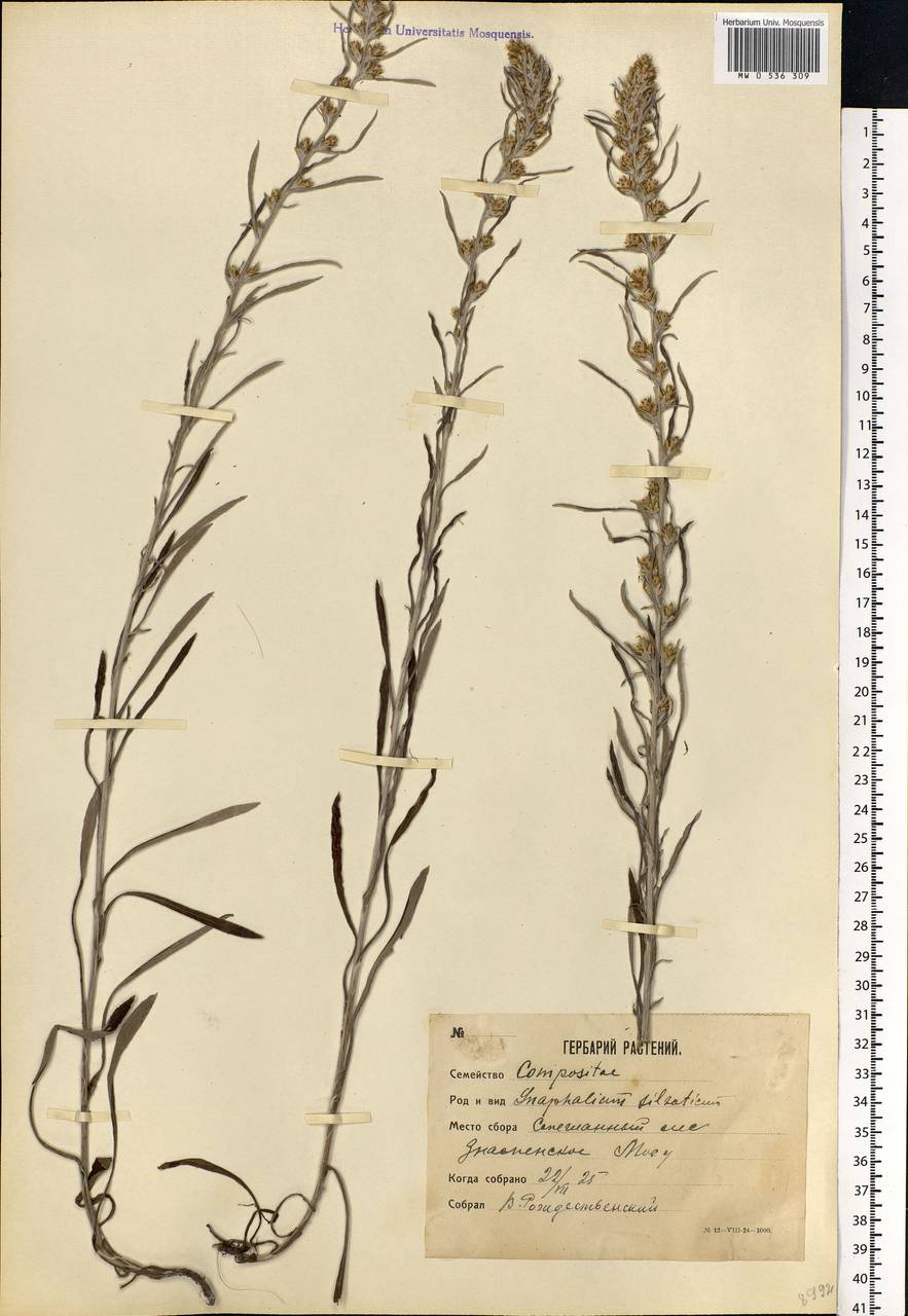 Omalotheca sylvatica (L.) Sch. Bip. & F. W. Schultz, Eastern Europe, Moscow region (E4a) (Russia)