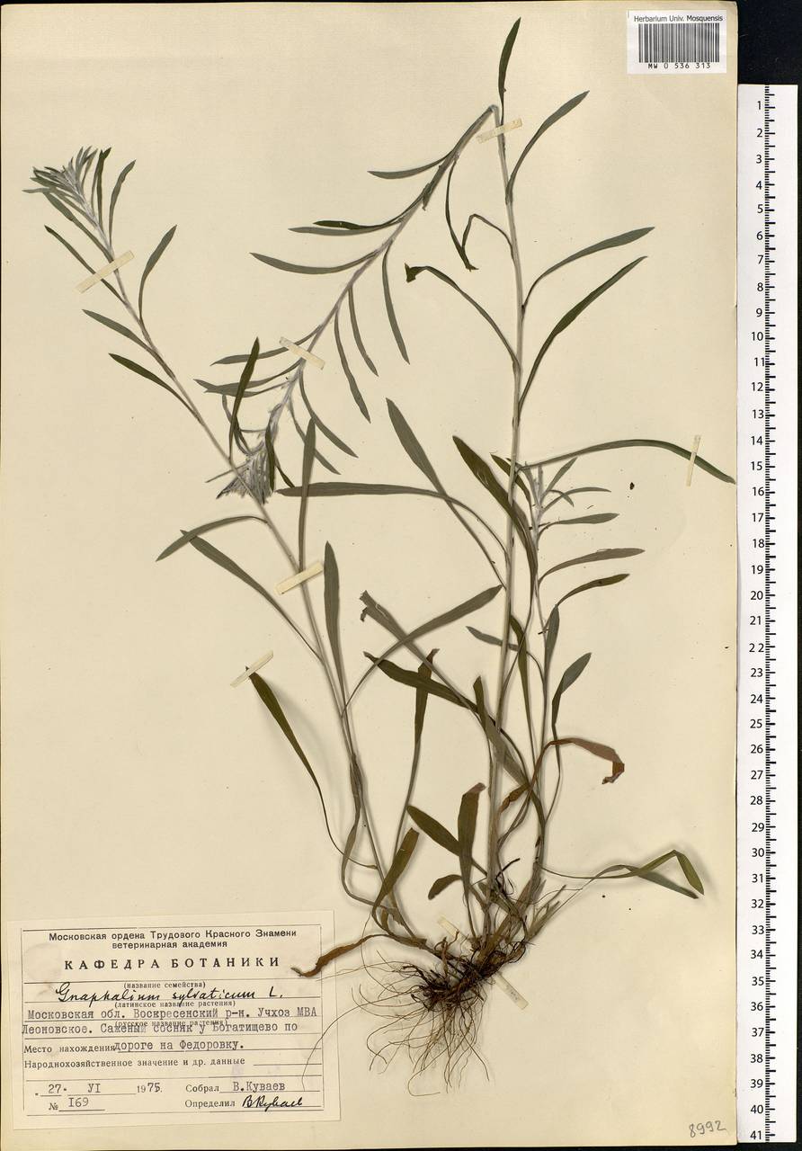 Omalotheca sylvatica (L.) Sch. Bip. & F. W. Schultz, Eastern Europe, Moscow region (E4a) (Russia)