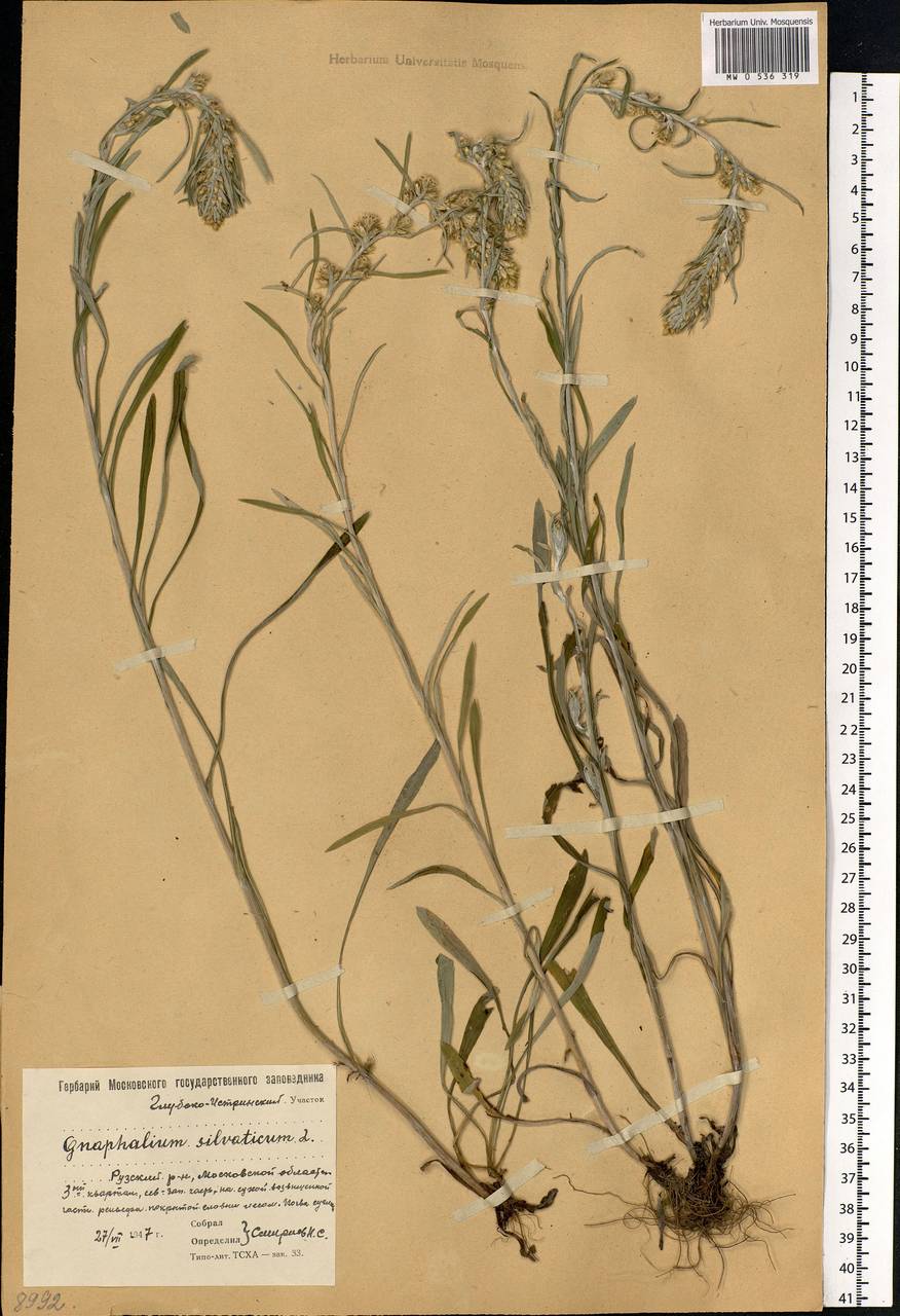 Omalotheca sylvatica (L.) Sch. Bip. & F. W. Schultz, Eastern Europe, Moscow region (E4a) (Russia)