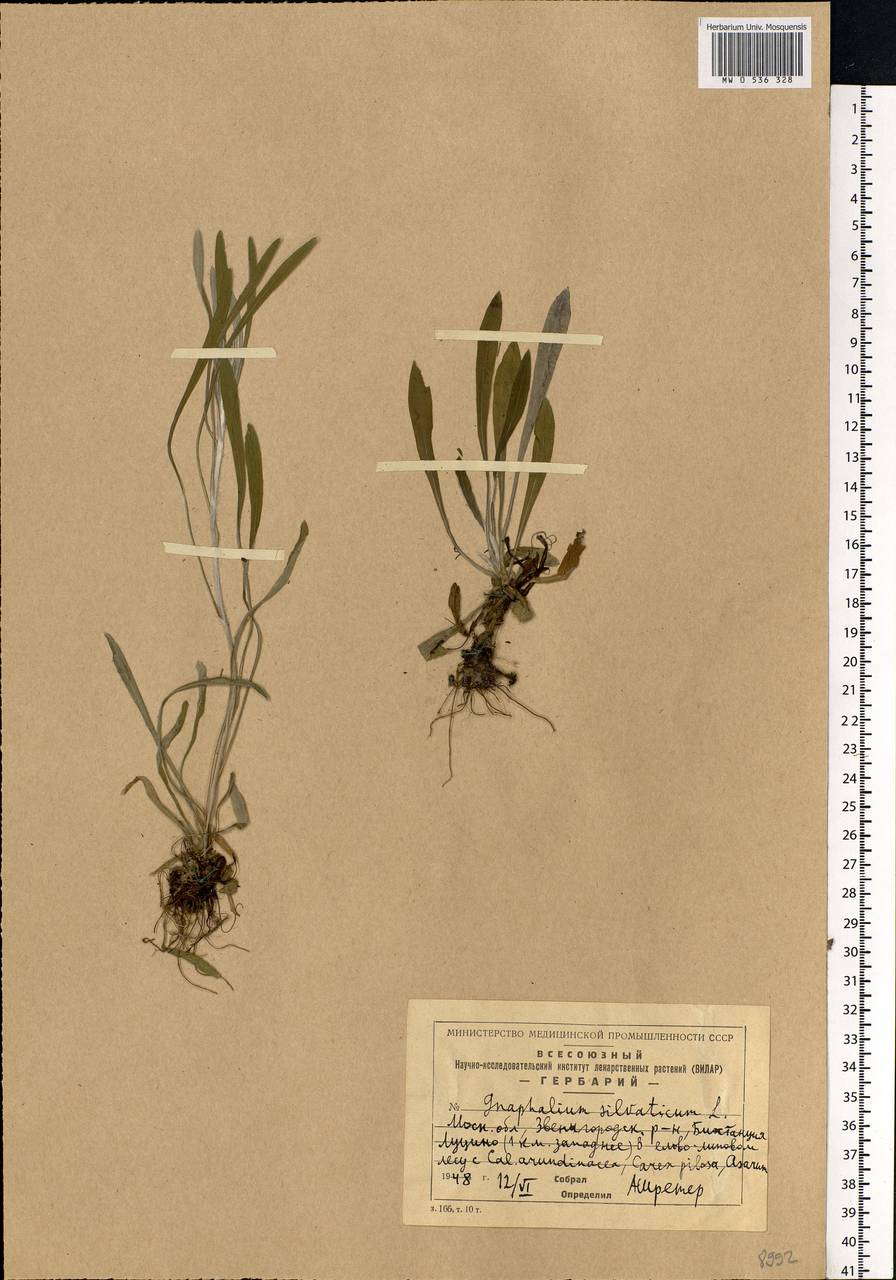 Omalotheca sylvatica (L.) Sch. Bip. & F. W. Schultz, Eastern Europe, Moscow region (E4a) (Russia)