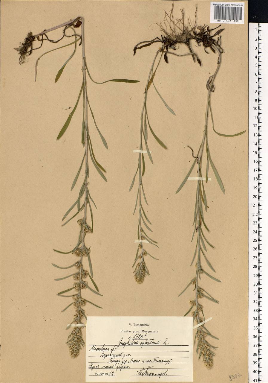 Omalotheca sylvatica (L.) Sch. Bip. & F. W. Schultz, Eastern Europe, Moscow region (E4a) (Russia)