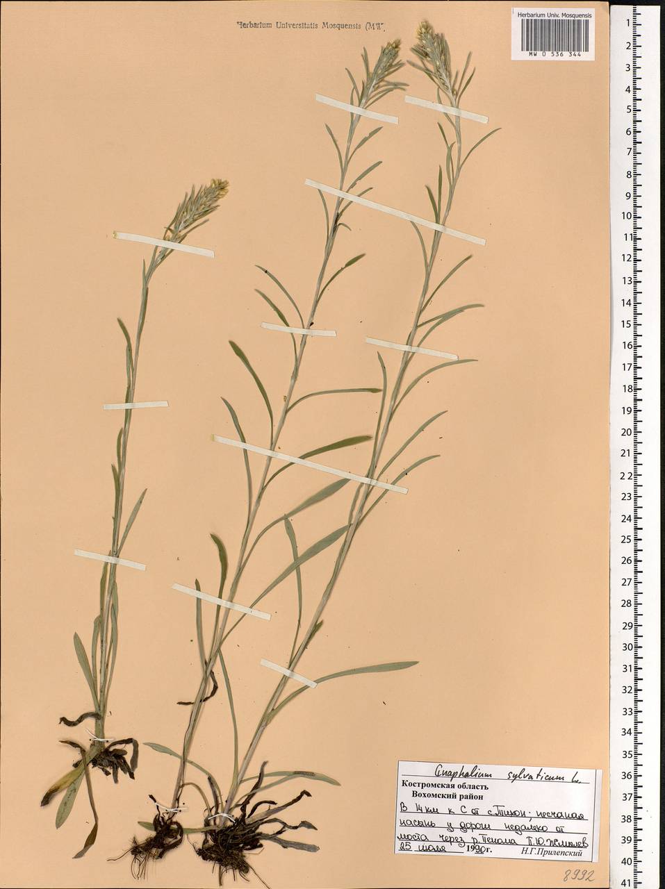 Omalotheca sylvatica (L.) Sch. Bip. & F. W. Schultz, Eastern Europe, Central forest region (E5) (Russia)