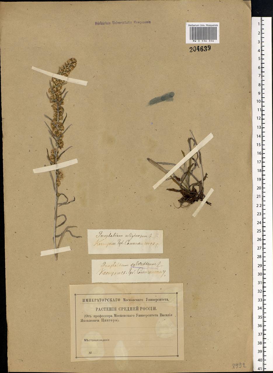 Omalotheca sylvatica (L.) Sch. Bip. & F. W. Schultz, Eastern Europe, Central forest region (E5) (Russia)