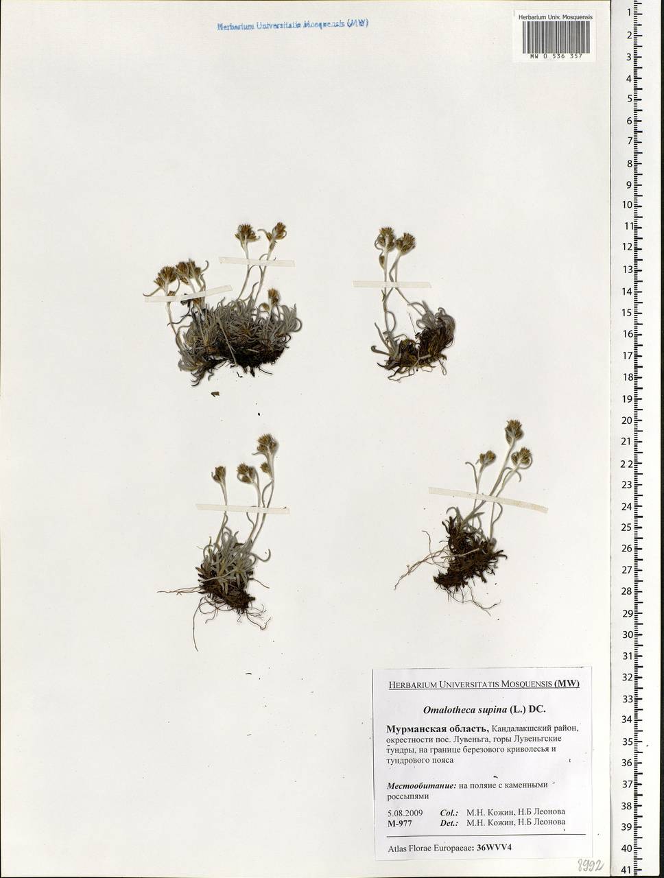 Omalotheca supina (L.) DC., Eastern Europe, Northern region (E1) (Russia)