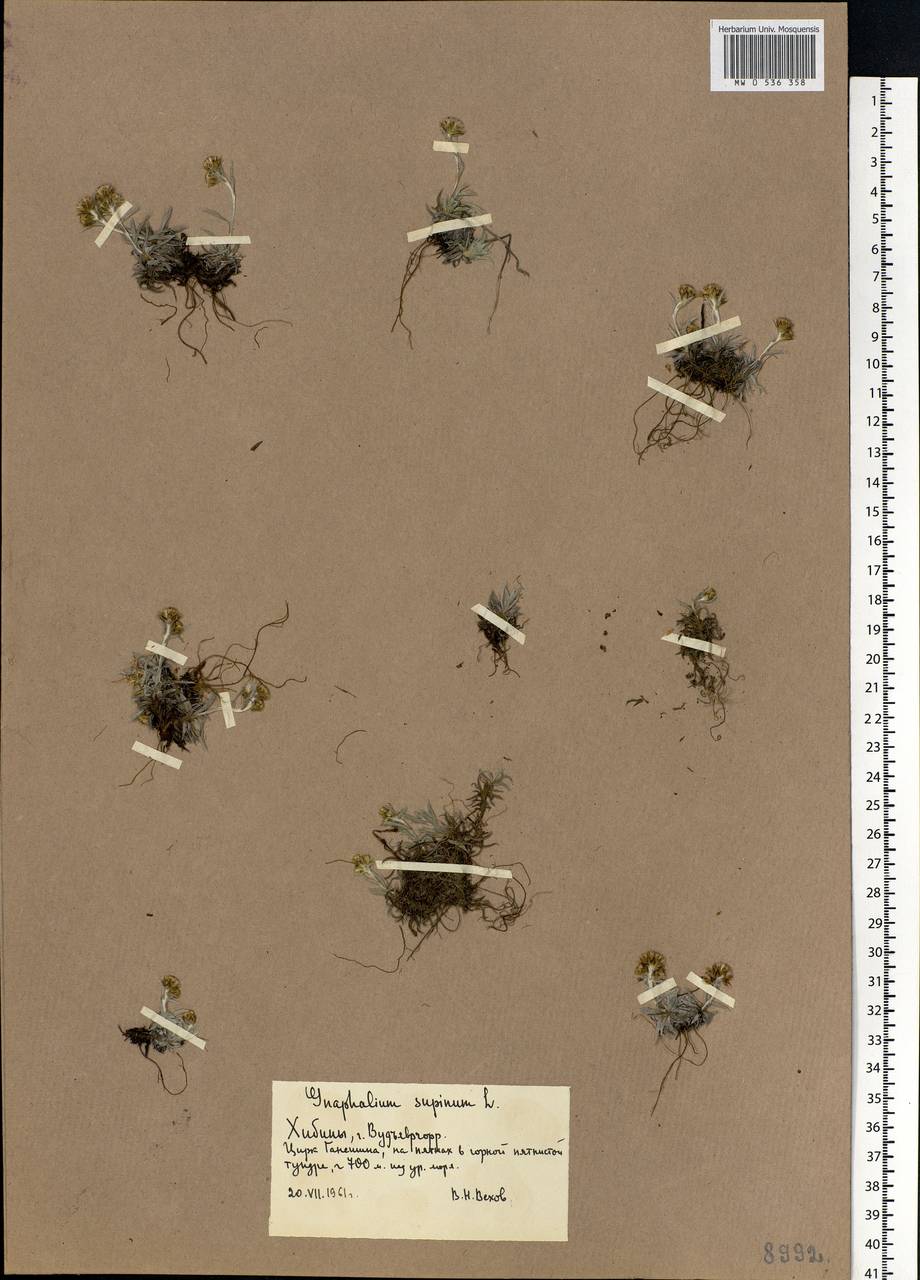 Omalotheca supina (L.) DC., Eastern Europe, Northern region (E1) (Russia)