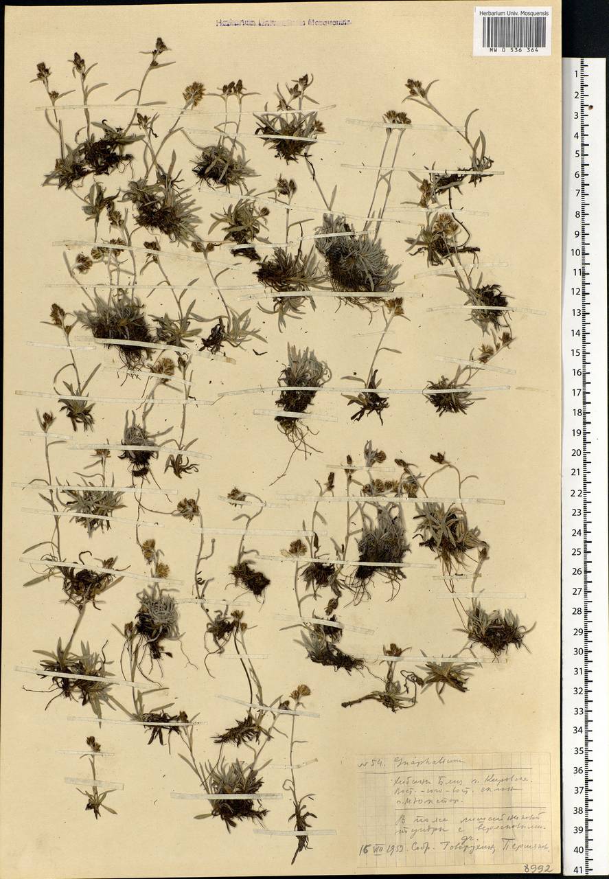 Omalotheca supina (L.) DC., Eastern Europe, Northern region (E1) (Russia)