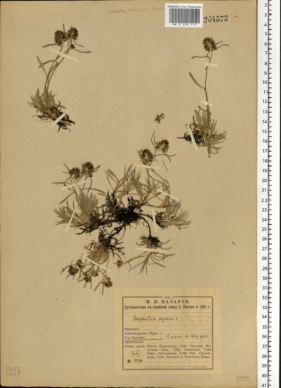 Omalotheca supina (L.) DC., Eastern Europe, Northern region (E1) (Russia)