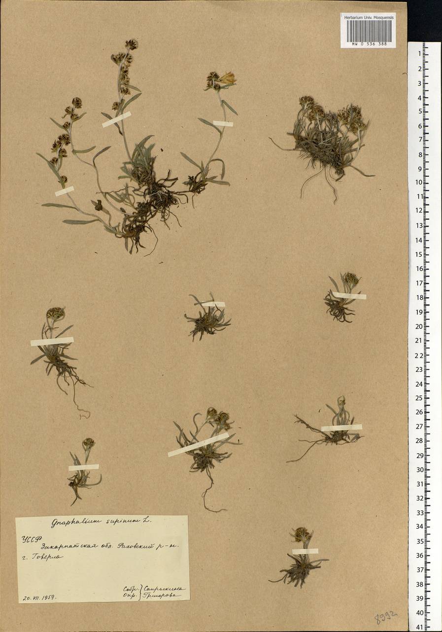 Omalotheca supina (L.) DC., Eastern Europe, West Ukrainian region (E13) (Ukraine)