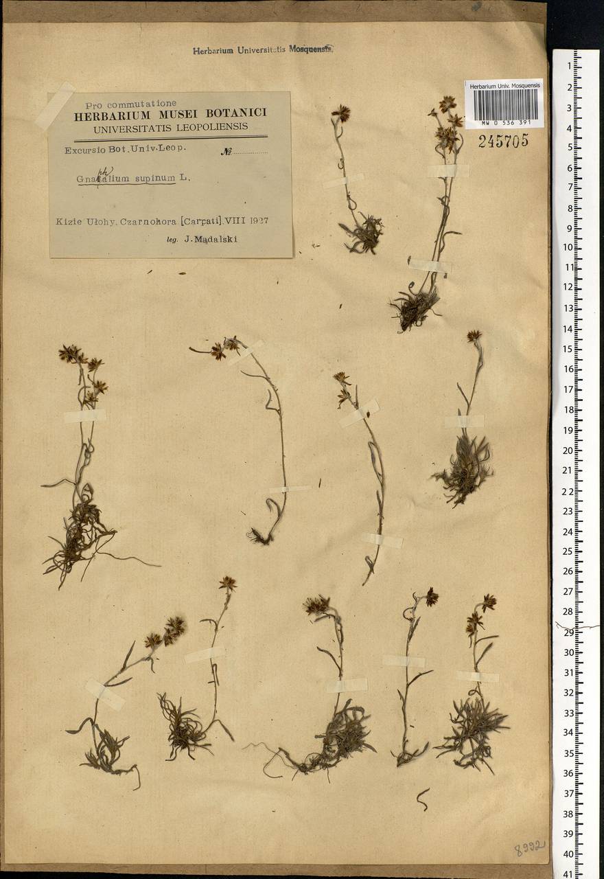 Omalotheca supina (L.) DC., Eastern Europe, West Ukrainian region (E13) (Ukraine)