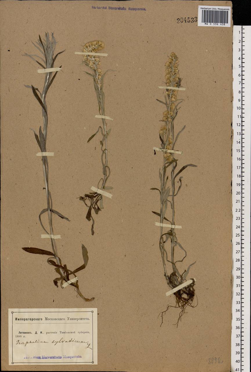 Omalotheca sylvatica (L.) Sch. Bip. & F. W. Schultz, Eastern Europe, Central forest-and-steppe region (E6) (Russia)