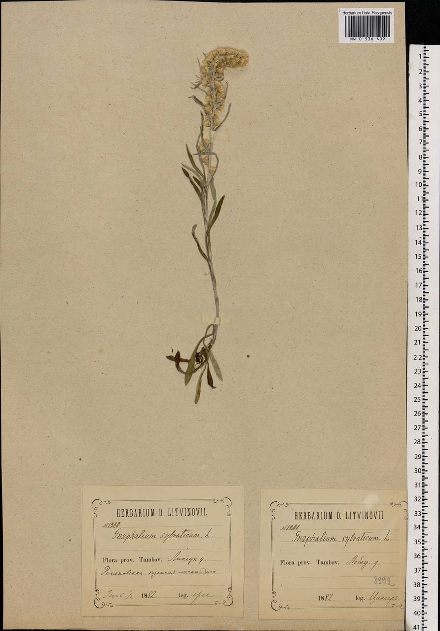 Omalotheca sylvatica (L.) Sch. Bip. & F. W. Schultz, Eastern Europe, Central forest-and-steppe region (E6) (Russia)