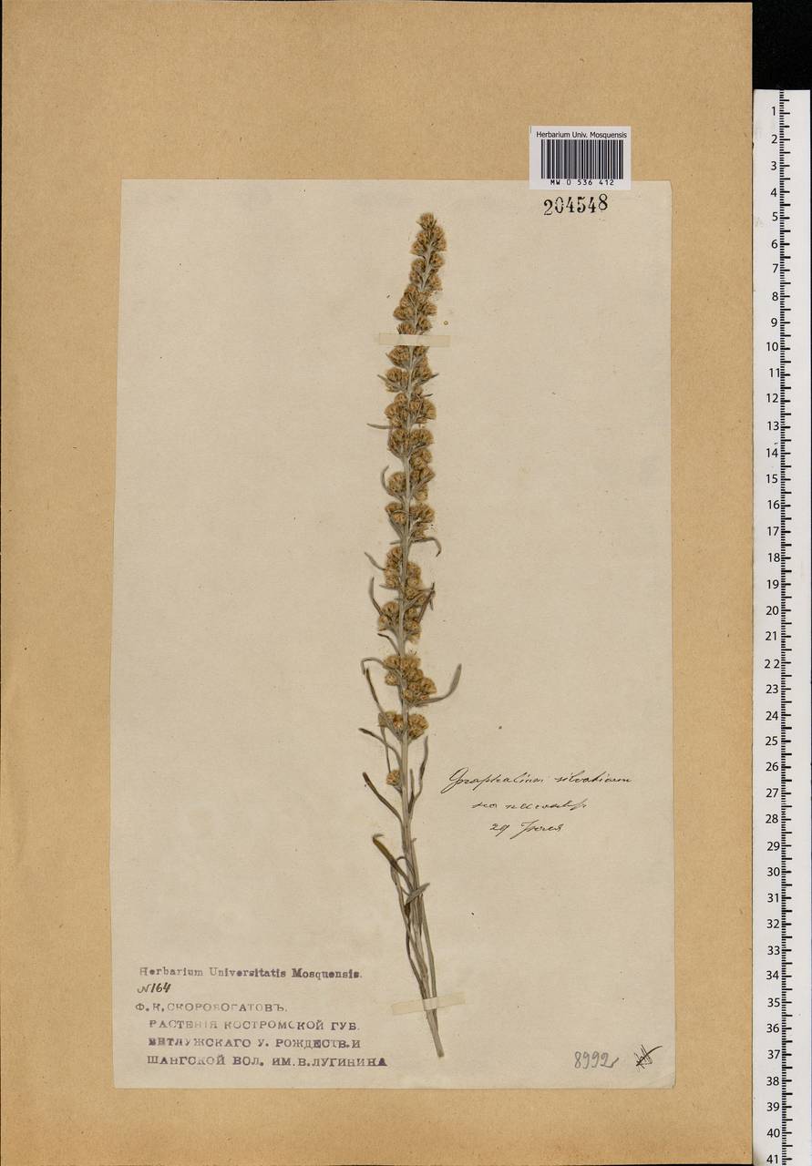 Omalotheca sylvatica (L.) Sch. Bip. & F. W. Schultz, Eastern Europe, Volga-Kama region (E7) (Russia)