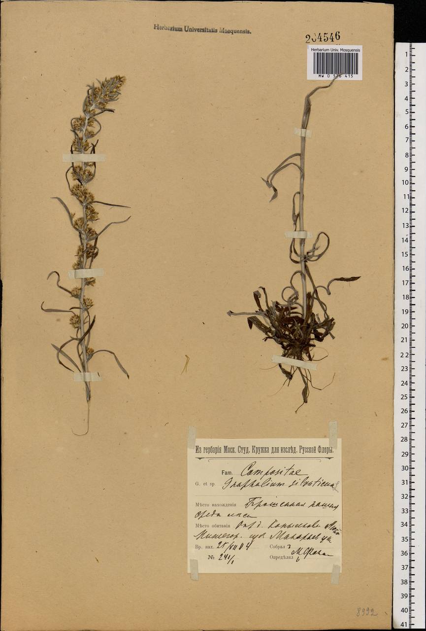 Omalotheca sylvatica (L.) Sch. Bip. & F. W. Schultz, Eastern Europe, Volga-Kama region (E7) (Russia)