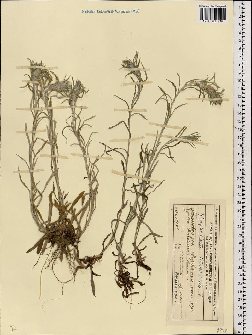 Omalotheca sylvatica (L.) Sch. Bip. & F. W. Schultz, Eastern Europe, Volga-Kama region (E7) (Russia)