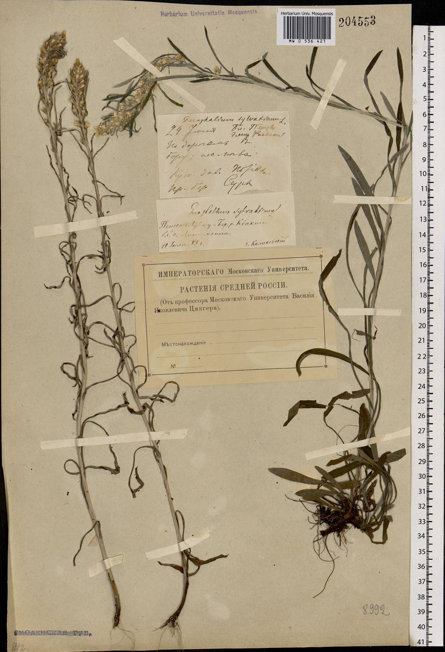 Omalotheca sylvatica (L.) Sch. Bip. & F. W. Schultz, Eastern Europe, Middle Volga region (E8) (Russia)