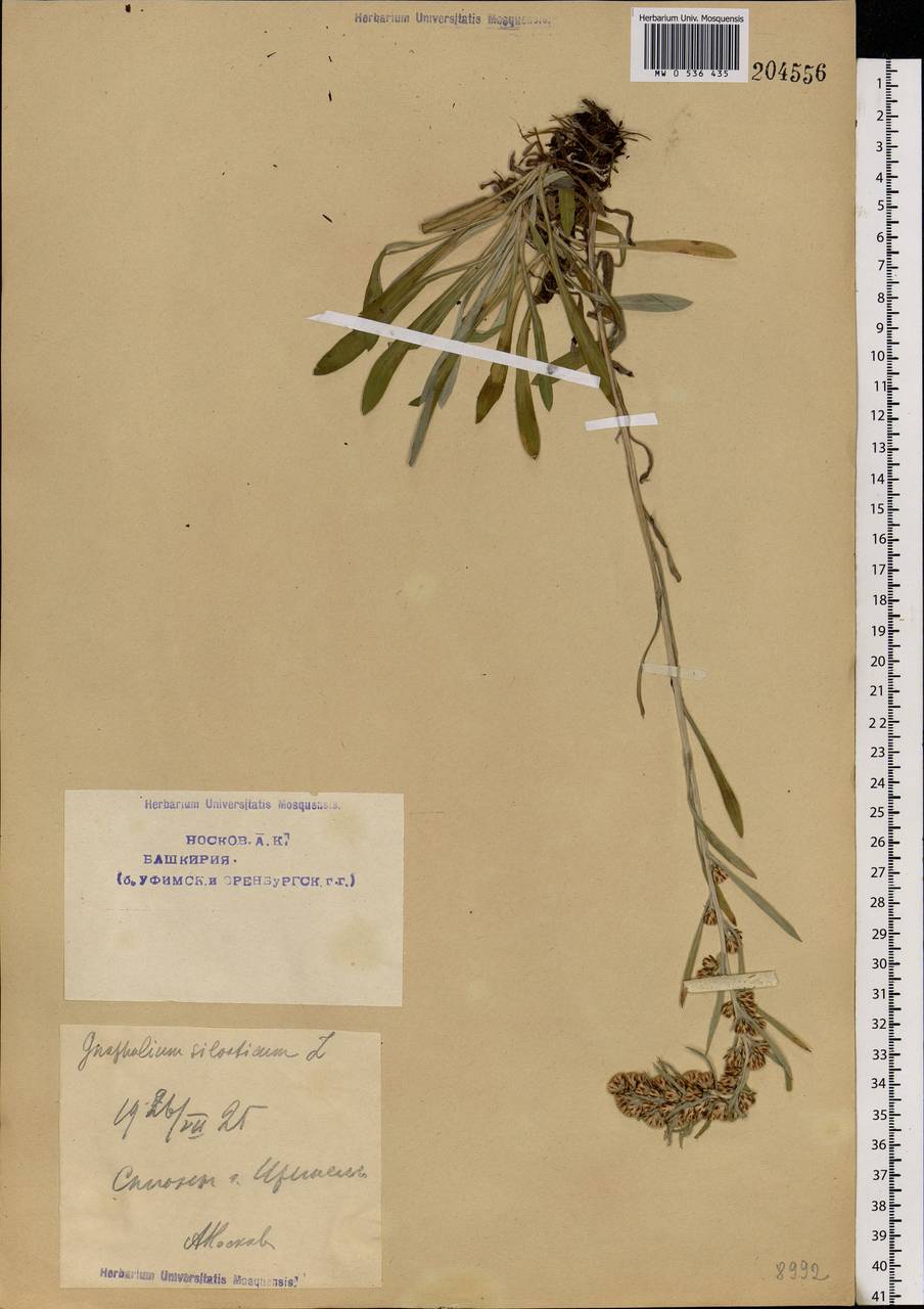 Omalotheca sylvatica (L.) Sch. Bip. & F. W. Schultz, Eastern Europe, Eastern region (E10) (Russia)