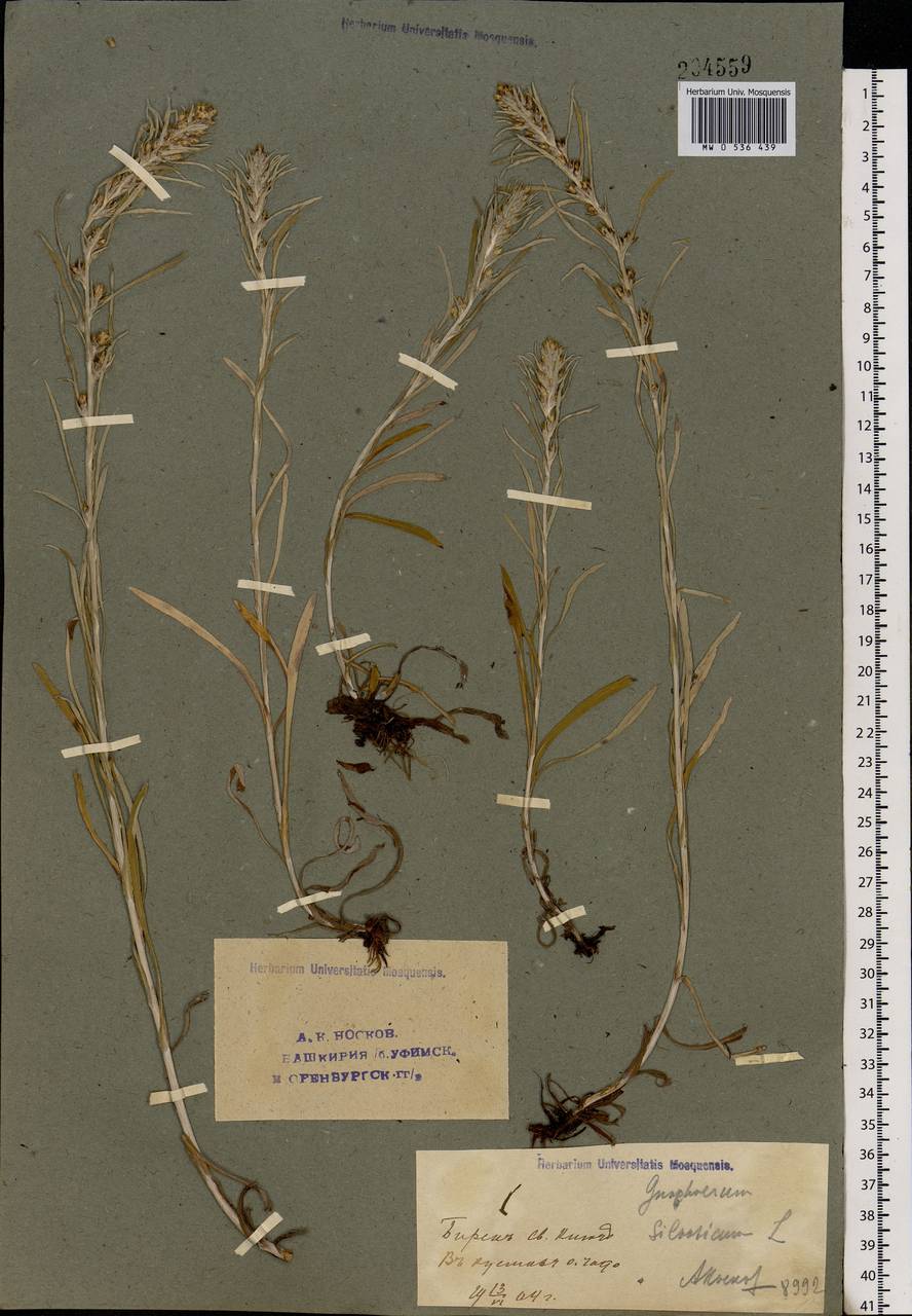 Omalotheca sylvatica (L.) Sch. Bip. & F. W. Schultz, Eastern Europe, Eastern region (E10) (Russia)