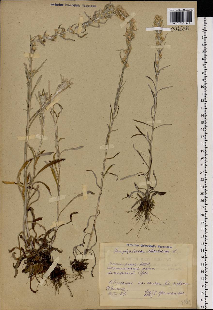 Omalotheca sylvatica (L.) Sch. Bip. & F. W. Schultz, Eastern Europe, Eastern region (E10) (Russia)