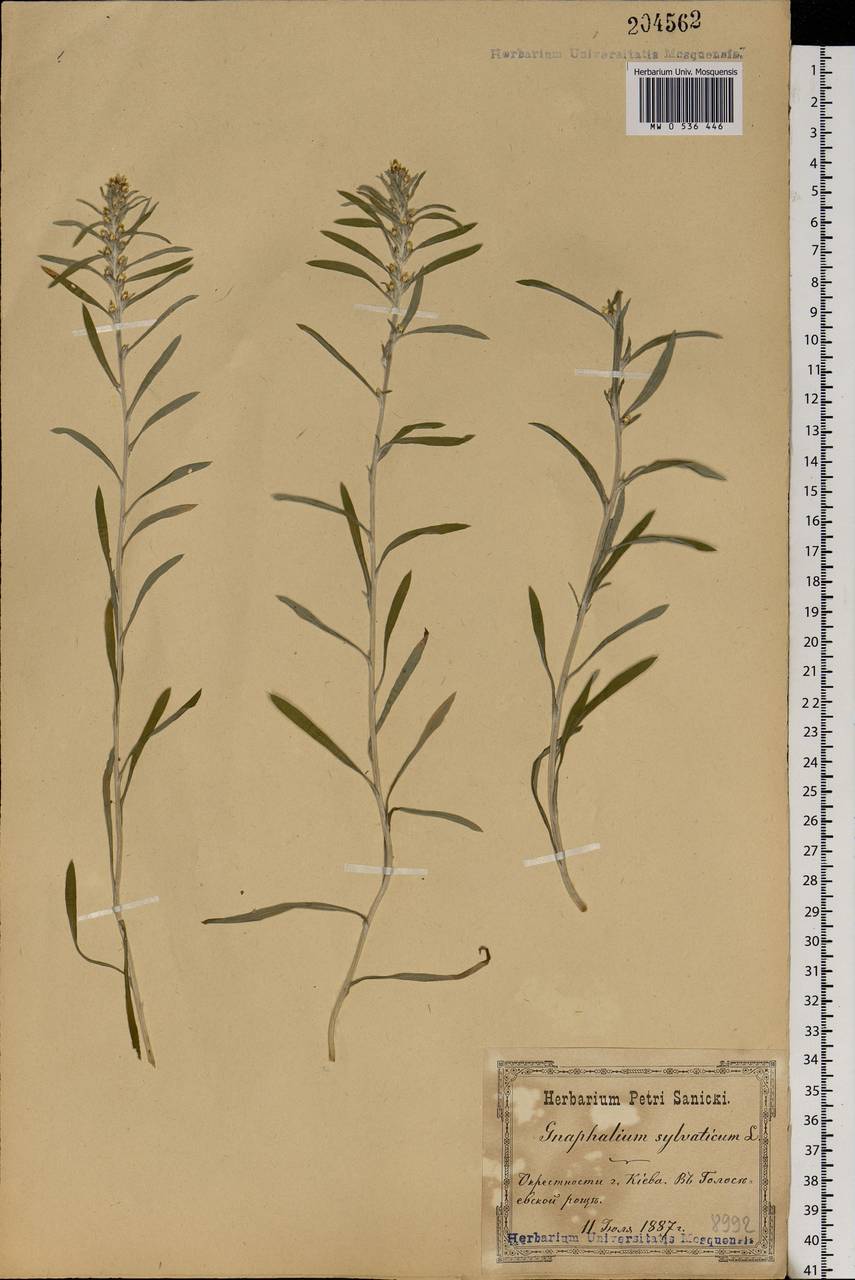 Omalotheca sylvatica (L.) Sch. Bip. & F. W. Schultz, Eastern Europe, North Ukrainian region (E11) (Ukraine)