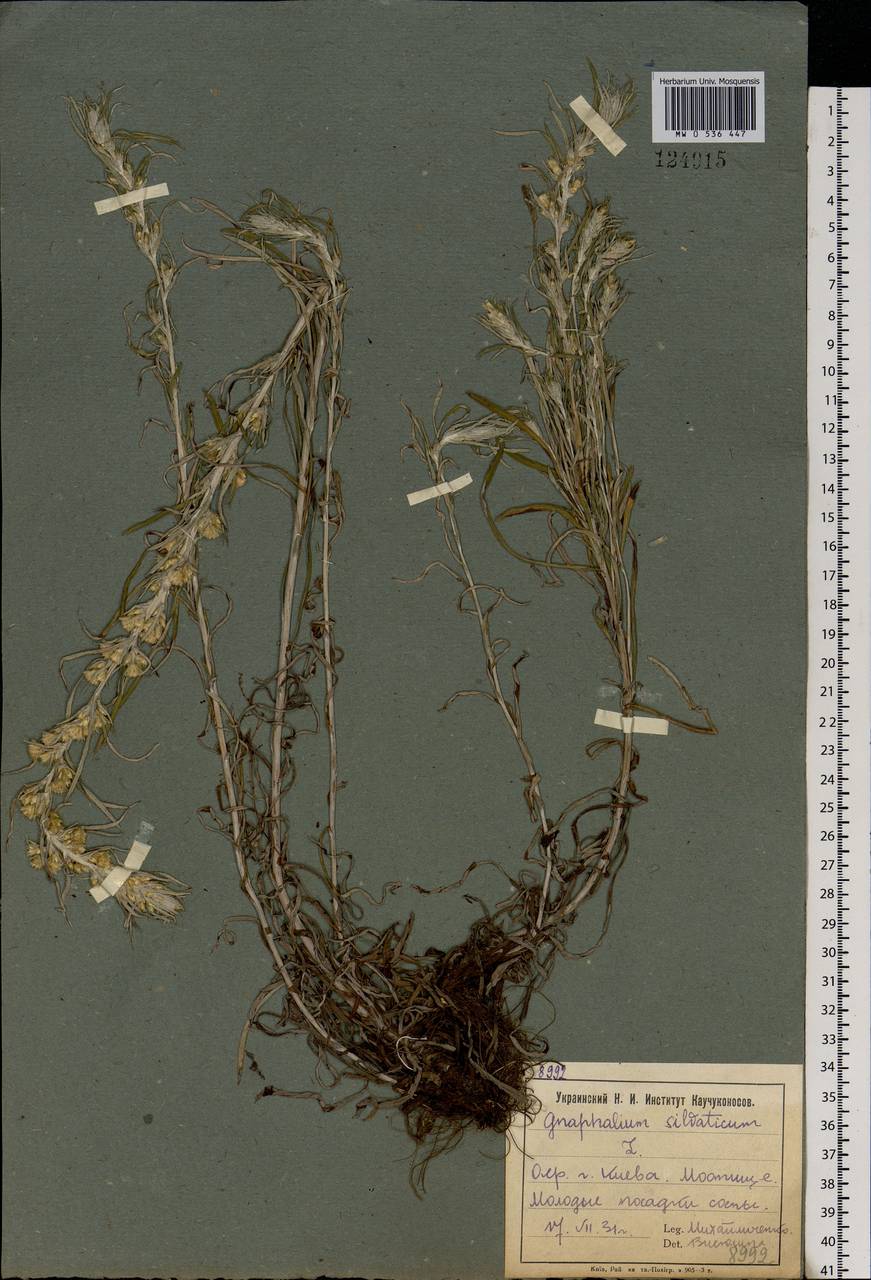 Omalotheca sylvatica (L.) Sch. Bip. & F. W. Schultz, Eastern Europe, North Ukrainian region (E11) (Ukraine)