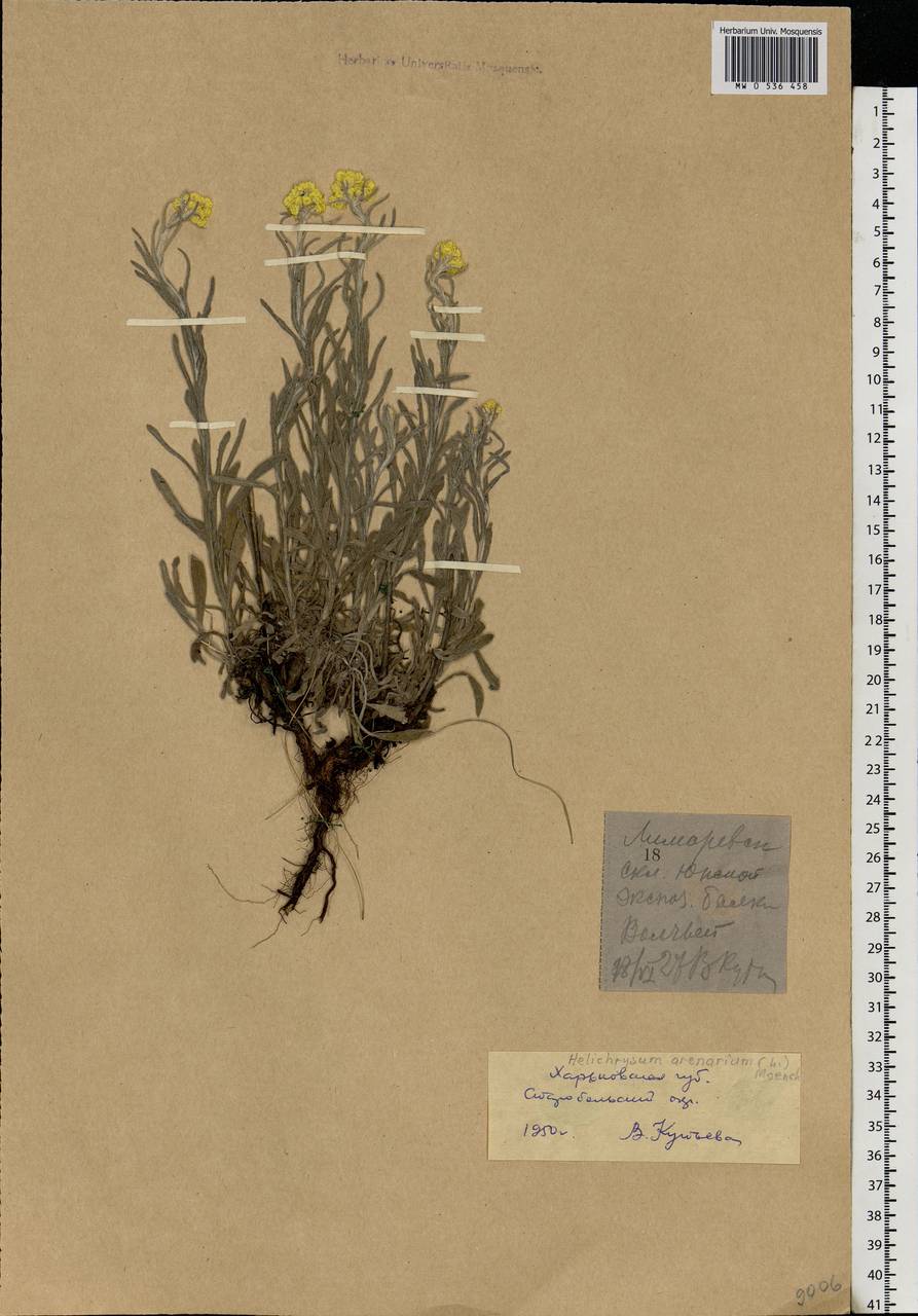 Helichrysum arenarium (L.) Moench, Eastern Europe, North Ukrainian region (E11) (Ukraine)