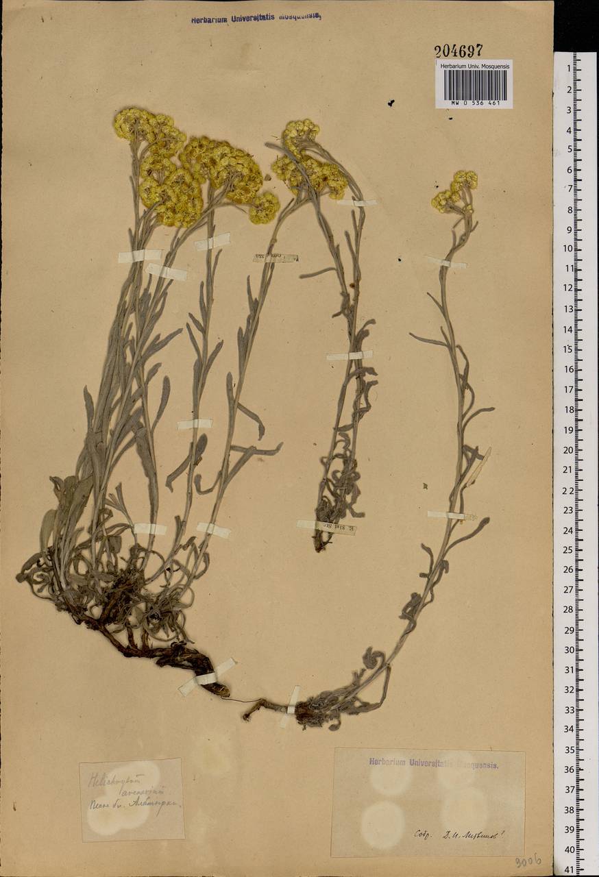 Helichrysum arenarium (L.) Moench, Eastern Europe (no precise locality) (E0) (Not classified)