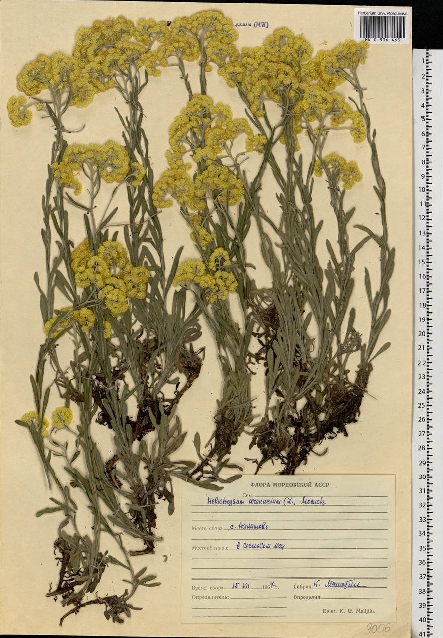 Helichrysum arenarium (L.) Moench, Eastern Europe, Middle Volga region (E8) (Russia)