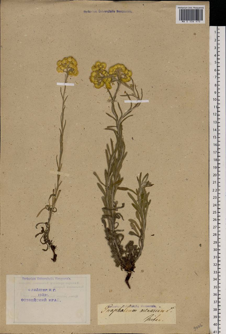 Helichrysum arenarium (L.) Moench, Eastern Europe, North-Western region (E2) (Russia)