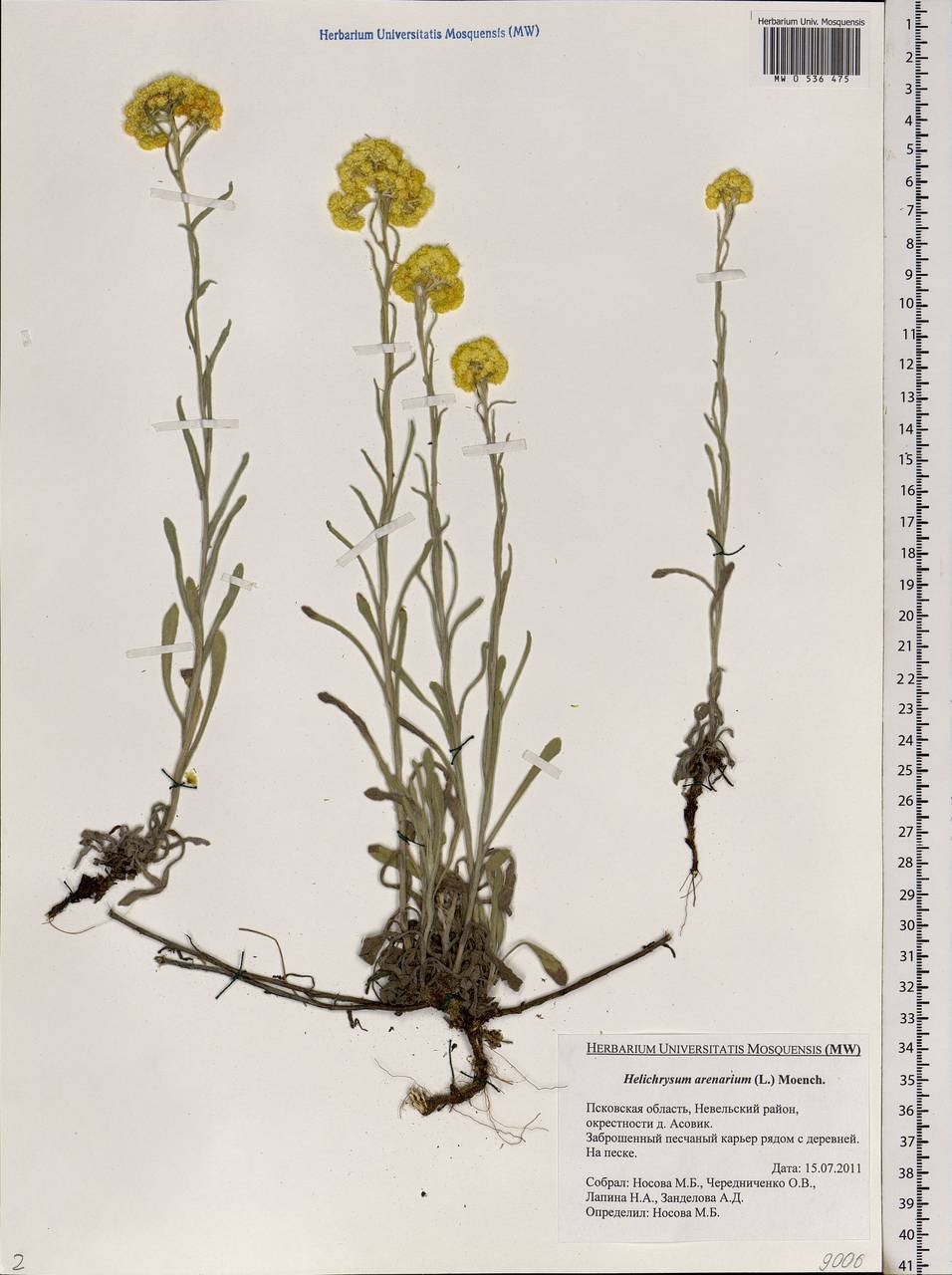 Helichrysum arenarium (L.) Moench, Eastern Europe, North-Western region (E2) (Russia)