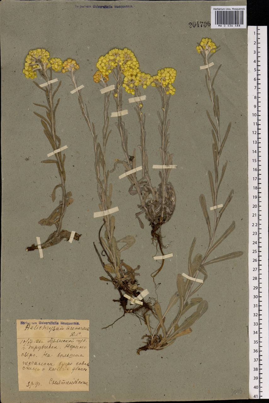 Helichrysum arenarium (L.) Moench, Eastern Europe, Western region (E3) (Russia)
